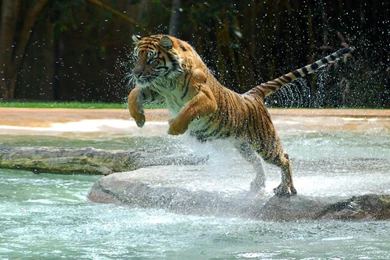 Tiger In Water Hd Wallpapers   Wallpaperss HD