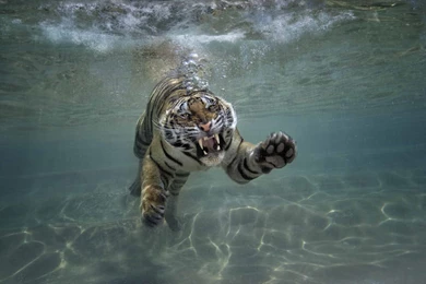 Tiger Under Water Hd Wallpapers