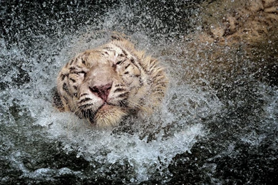 Tiger In Water Splash HD Wallpapers For Desktop & Mobile