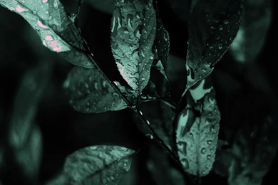 Leaves Water Droplets Lock Screen 1440x2560 Samsung Galaxy S5 ...