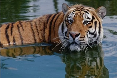 Tiger_in_water_wallpaper 800x600.jpg