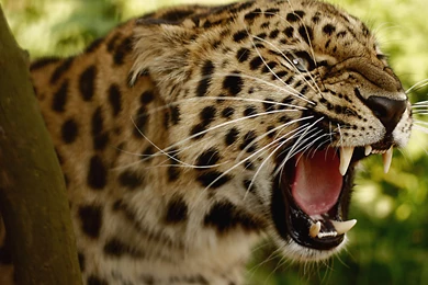 Amur Leopard Wallpapers   2560x1600   2933054