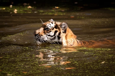 Tiger Wild Cat Bathing Swimming Water Wallpapers