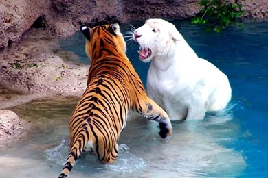 Download Wallpapers 1366x768 Tigers, Water, Fighting, River Laptop ...