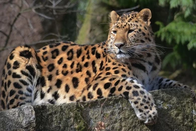 Amur Leopard Wallpapers.jpg
