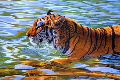 Tiger In Water 1 Wallpapers