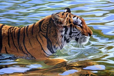 1600x900 Tiger In Water Wallpapers