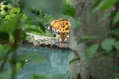 Tiger Drink Water   Wallpapers   HD Wallpapers