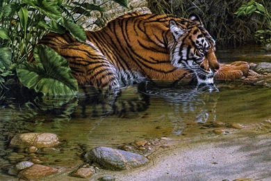 Tiger Lies Near The Water Wallpapers And Images   Wallpapers ...