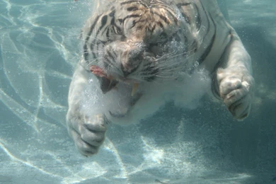Download Wallpapers 1920x1080 Tiger, Dive, Water, Meat Full HD ...