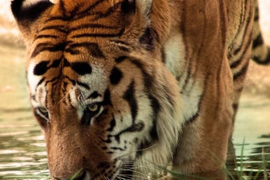 Tiger Drinking Water Wallpapers   Animal Wallpapers