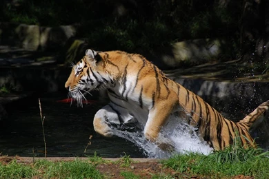 Download Wallpapers 3840x2400 Tiger, Jump, Water, Splash Ultra HD ...