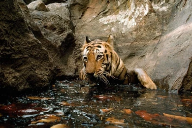 Tiger bathing in pool_20243_990x742.jpg
