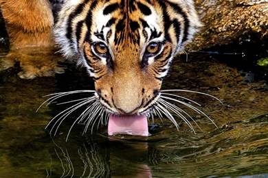 Thirsty Tiger Drinking Water Wallpapers