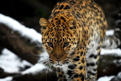 Amur Leopard Wallpapers
