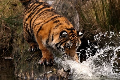 Tiger Playing With Water HD Desktop Wallpapers : Widescreen : High ...