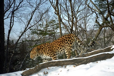 Wild Amur Leopard Photos   ALTA Conservation