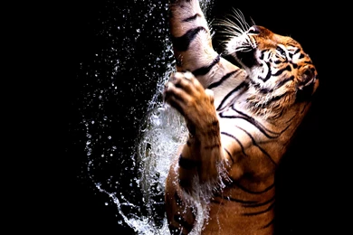 Tiger Playing With Water