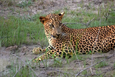 Cool Pets, Free Wallpapers, Animal World, Wild Animals, Wallpapers ...