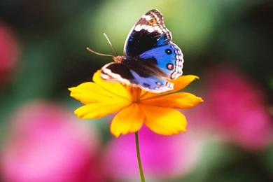 Desktop Wallpapers · Gallery · Nature · Large Ringlet   Forest ...