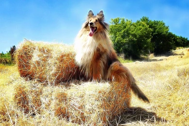 Animal Wallpapers, Animal Planet, Free Wallpapers, Animal World ...