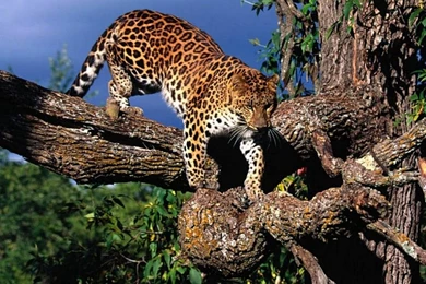 North Chinese Leopard Wallpapers