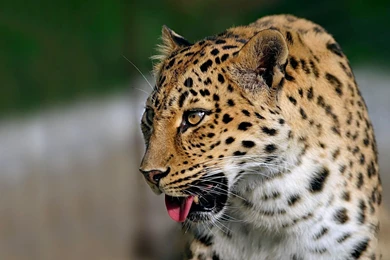 Amur Leopard Desktop Wallpapers 18400