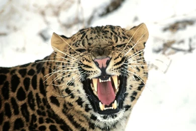 Animals we are being hunted down amur leopard pictures.jpg