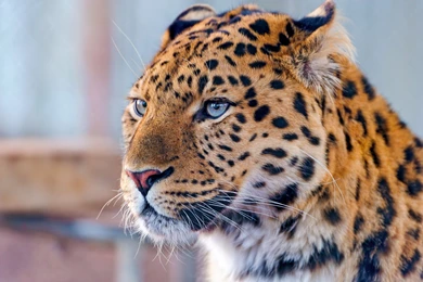 Download Wallpapers Leopard, The Amur, Amur Leopard, Face, Whiskers ...