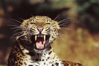 Amur Leopard Wallpapers   133462