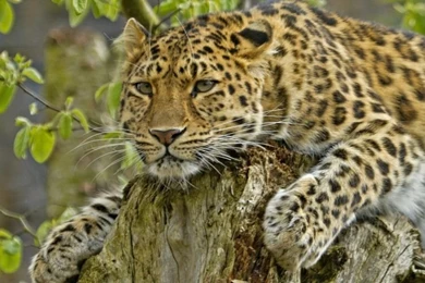Amur Leopard Predator Wallpapers   Wallpapers   HD Wallpapers
