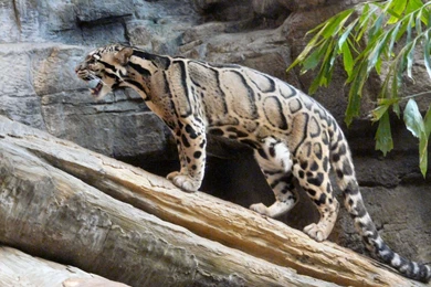 Leopard pictures wallpaper hd pictures 124.jpg