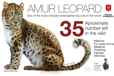 Amur Leopard Only