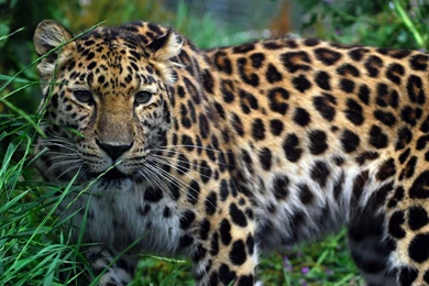 BiodiversityWarriors   Amur Leopard