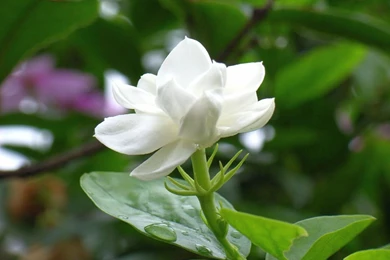 Jasmine Flower HD Wallpapers