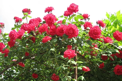 Most Beautiful Flower Wallpapers World