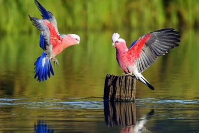 HD Wallpapers: Best Most Amazing And Beautiful Birds In The World ...