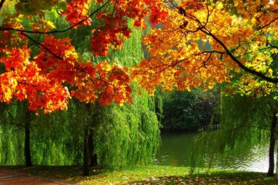 Autumn Forest Trees Fall River Season Colors Wallpapers