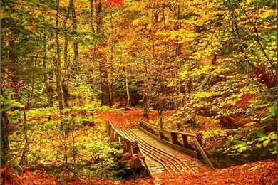EFCD43 Color Wallpapers: Bridge Forest Creek Autumn Trees Fall ...