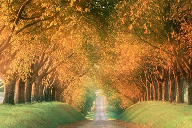 Download Wallpapers 3840x2160 Road, Nature, Fall, Leaves 4K Ultra ...