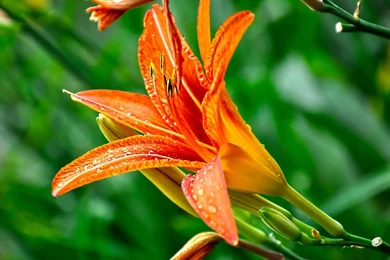 Rain drops on flower wallpaper.jpg