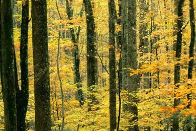 32462d1254764091 scenery wallpapers cool scenery.jpg