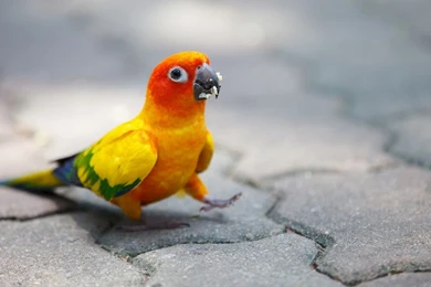 Parrots Backgrounds HD Wallpapers   HD Images New