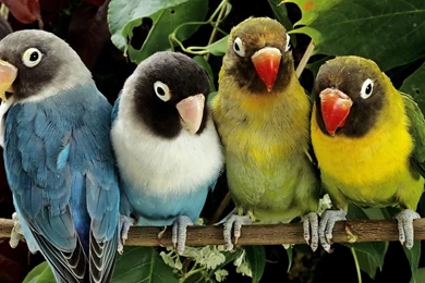 Desktop parrot pictures for kids.jpg