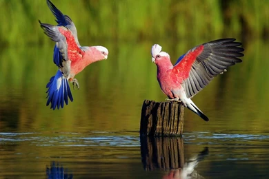 Parrot Computer Wallpapers, Desktop Backgrounds