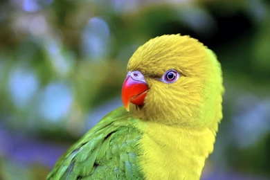 Beautiful Parrot HD Wallpapers 1.jpg