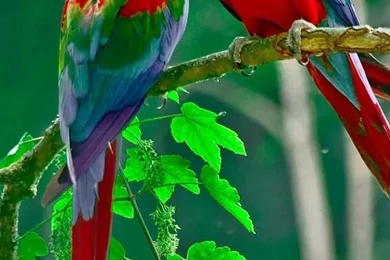 Parrot iPhone 4s Wallpapers Download
