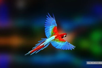 Parrot, Eagle, Penguin, Peacock Birds Wallpapers Beautiful ...