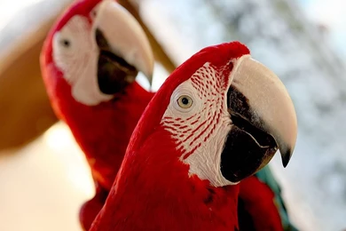 Latest Wallpapers: Parrot Wallpapers