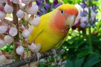 HD Wallpapers of Parrot 2.jpg